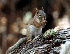 Red Squirrel